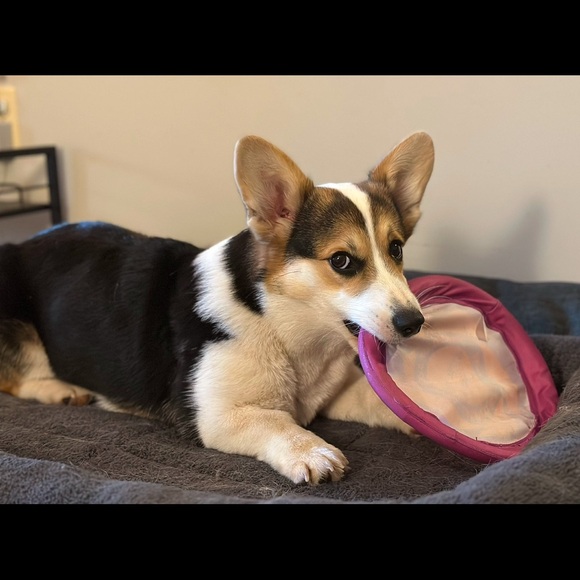 Meet your Posher, Jacklauren - Picture 4 of 5